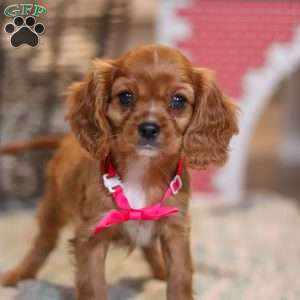 Maggie, Cavalier King Charles Spaniel Puppy